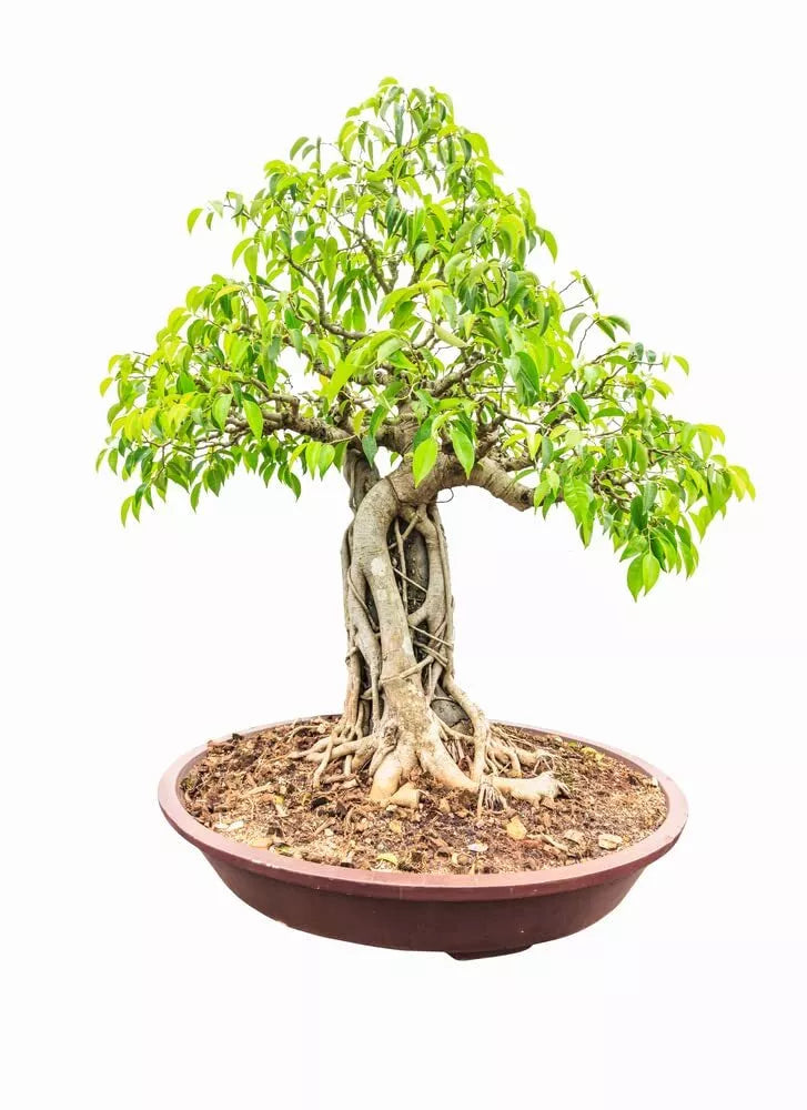 Weeping Fig Bonsai Tree Seeds - 25 Seeds - Ficus benjamina - Ideal Indoor Plant, Tropical Foliage