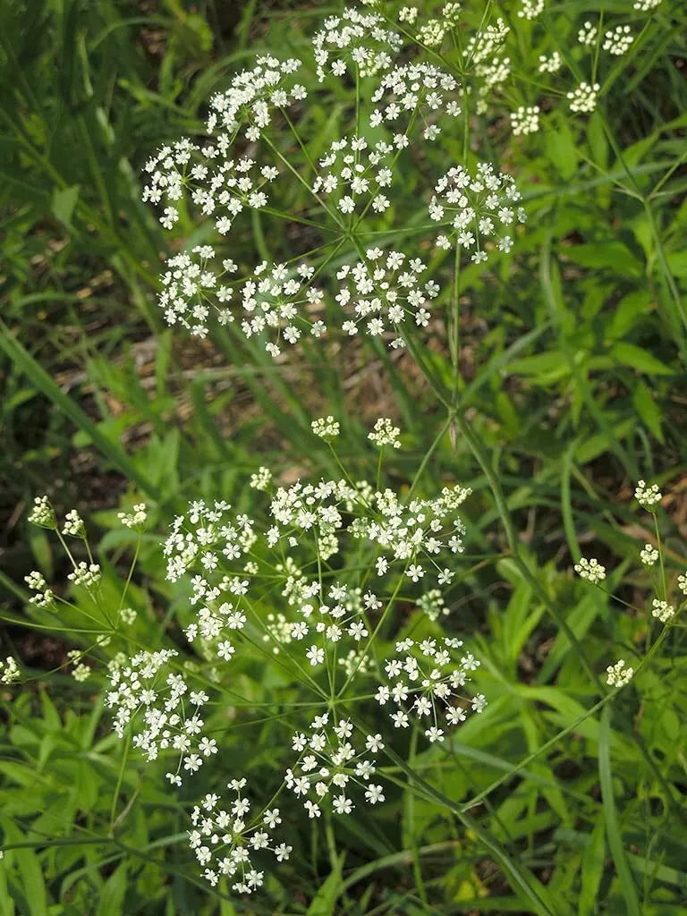 Wild Dill Seeds for Planting - 50 Seeds - Perideridia Americana - Heirloom Culinary Herb