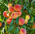 Peach Tree Seeds - 2 Large Seeds - Fruit Bearing Bonsai - Prunus persica - Made in USA