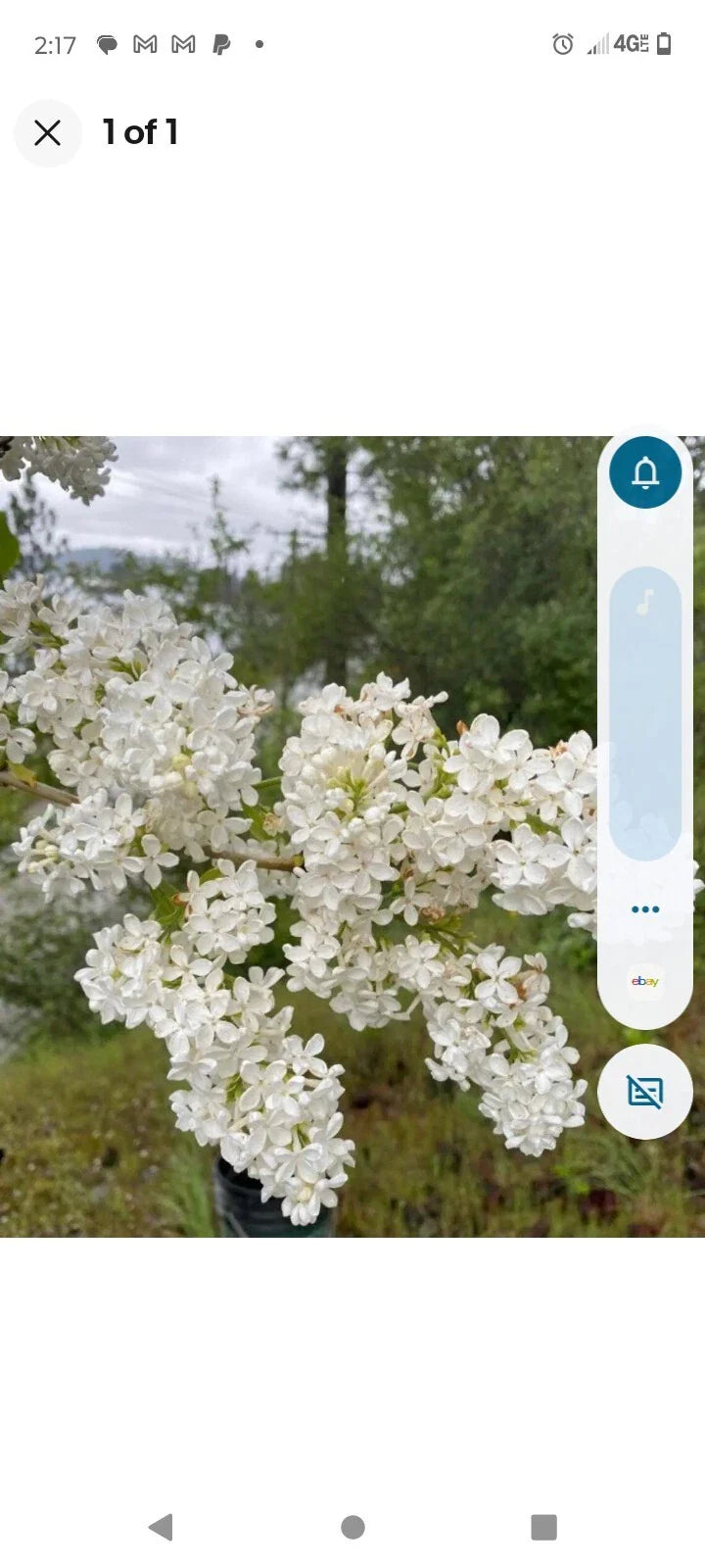 Bare Root Lilac Bushes 15" White - Syringa vulgaris, Includes Planting Instructions