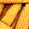Popcorn Seeds - Heirloom Hulless Variety - Fresh Japanese Corn Seeds - Zea mays everta