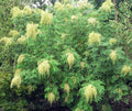 Chinese Sumac Tree Seeds - 30 Pack - Nutgall Tree Seeds - Rhus chinensis