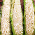Country Gentleman Sweet Corn Seeds - White Shoepeg Variety for 2025 Planting - Zea mays