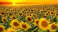 Dwarf Grey Stripe Sunflower Seeds - 100 Pack - Birdwatching Favorite - Helianthus annuus