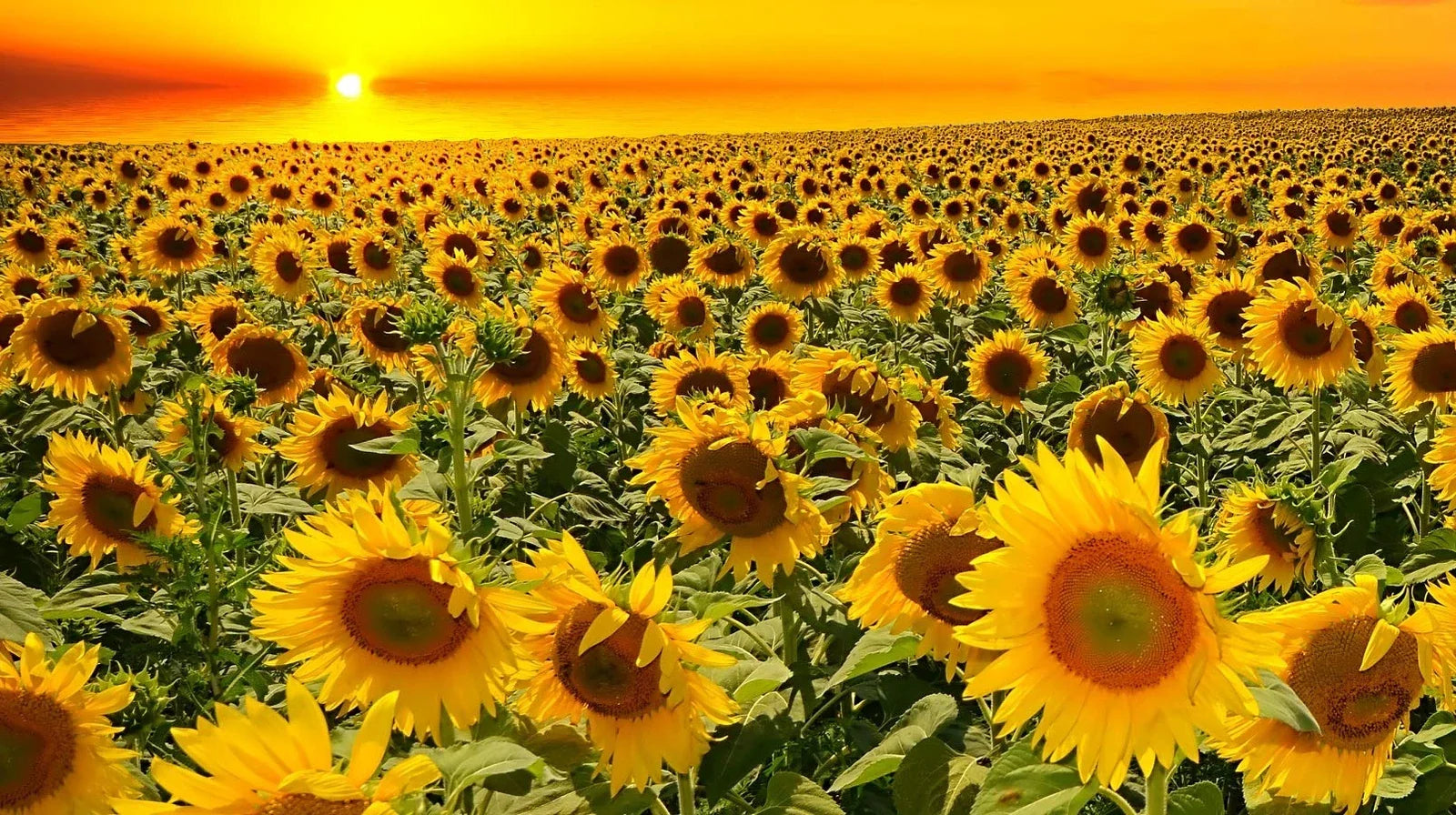 Dwarf Grey Stripe Sunflower Seeds - 100 Pack - Birdwatching Favorite - Helianthus annuus