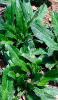 Culantro Seeds 500+ Seeds Mexican Coriander Ngò Gai Recao Eryngium foetidum Buy 2 Get 1 Free