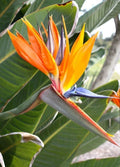 Orange Bird of Paradise Plant - 10-12 Inches - Strelitzia Reginae - Rooted Tropical Houseplant