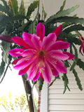 EPIPHYLLUM Cuttings - Mystery Color - Succulent Plant Cuttings - US Seller