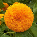 Dwarf Sungold Sunflower Seeds 1/4 Lb - Helianthus annuus - Wildflower Seeds in Mylar Packet - Everwilde Farms