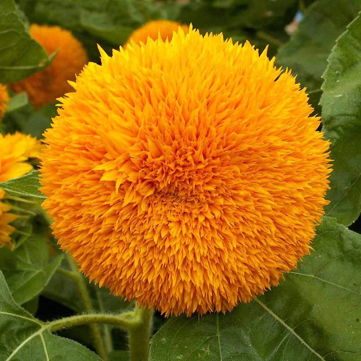 Dwarf Sungold Sunflower Seeds 1/4 Lb - Helianthus annuus - Wildflower Seeds in Mylar Packet - Everwilde Farms