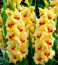 Golden Gladiolus Flower Bulbs - 10 Bulbs - Yellow, Hardy Gladiolus hortulanus