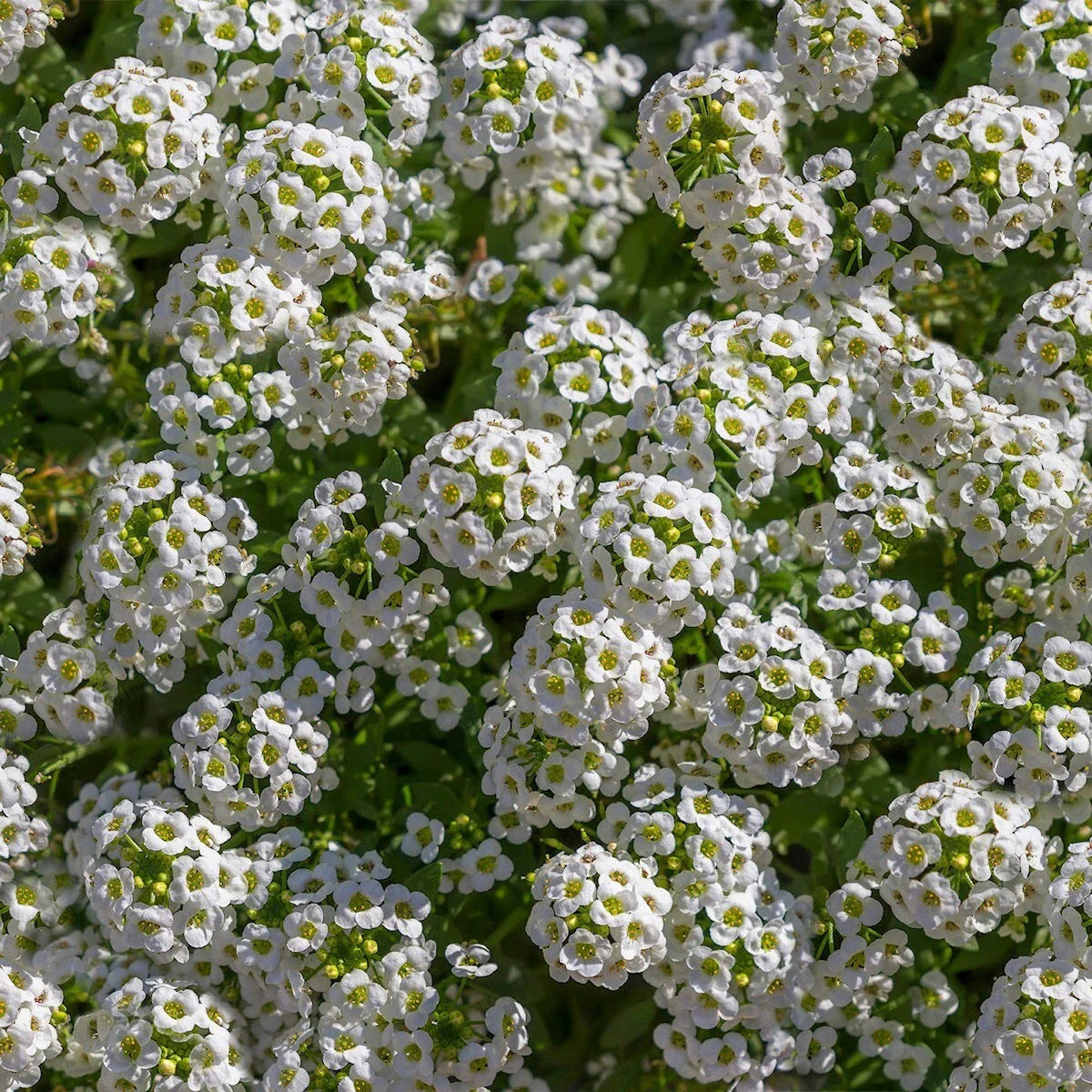 Tall White Sweet Alyssum Wildflower Seeds 1/4 Lb - Mylar Packet - Lobularia maritima - Everwilde Farms