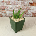 Stapelia scitula Cactus Plant - Real Live Succulent - Unique Starfish Flower - Easy Care Houseplant