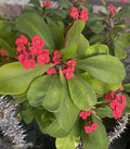 Euphorbia milii Imperatae Dwarf Crown of Thorns Cutting, Small Bloom, Red, 7 Inch Plant