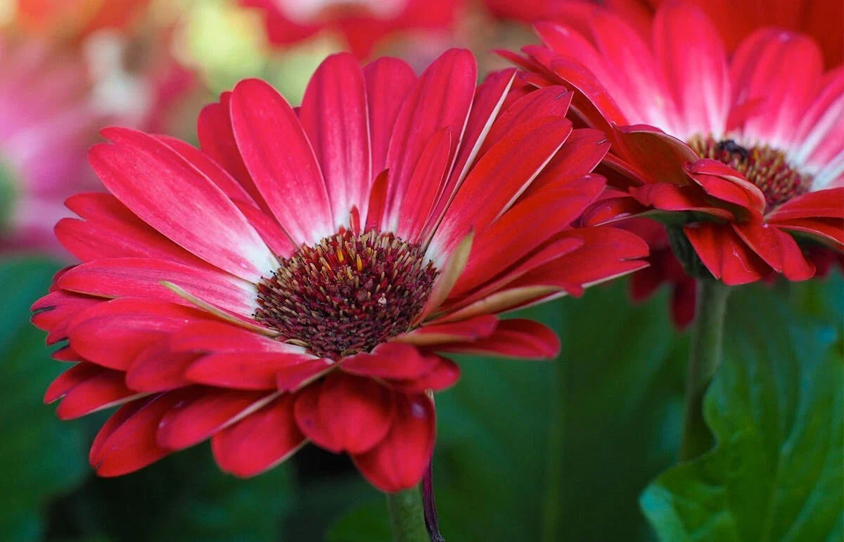 Gerbera Daisy Seeds - 200+ White & Red Variety - Perfect for Garden Planting - Gerbera jamesonii
