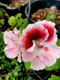 Fresh Cuttings Geranium Plant 3 Pack, White and Maroon Center, Perennial (Pelargonium)