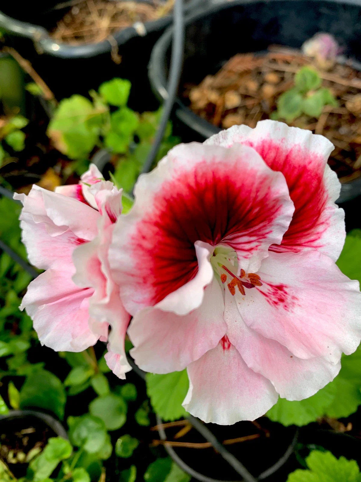 Fresh Cuttings Geranium Plant 3 Pack, White and Maroon Center, Perennial (Pelargonium)