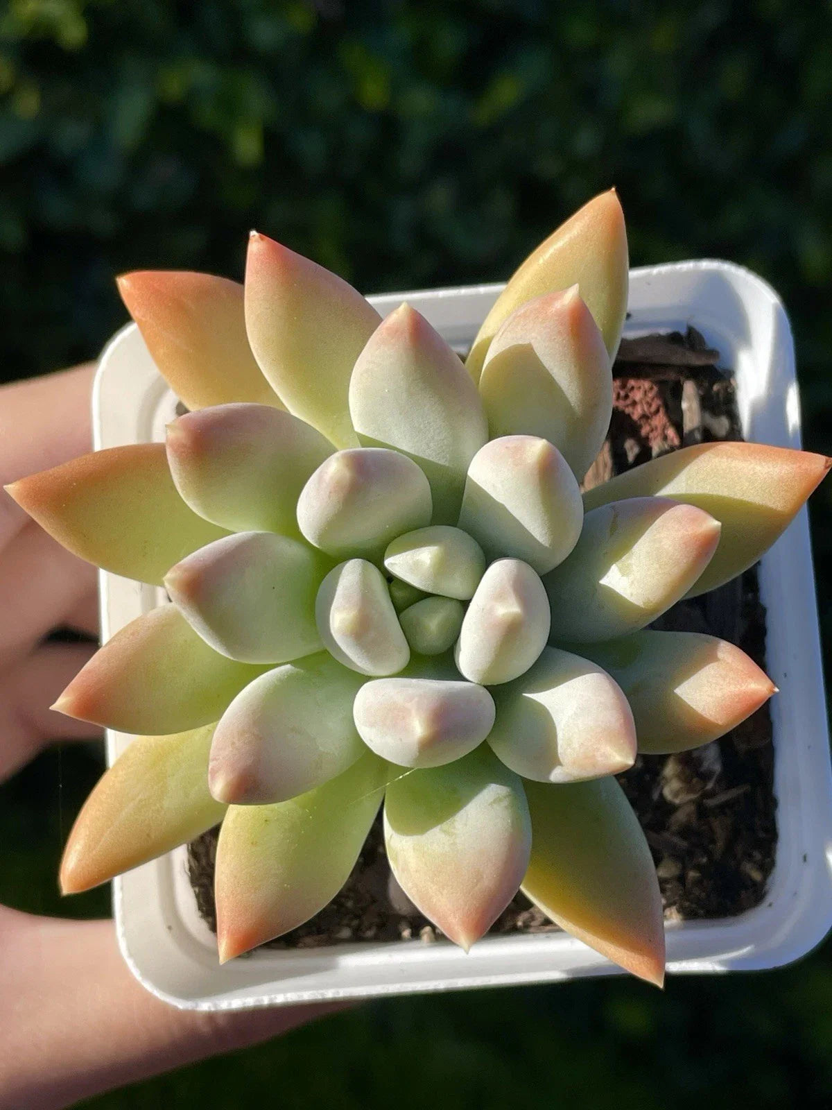 Rare Succulent Plant 2.75-Inch Pachyphytum Moon Silver (Pachyphytum 'Moon Silver') - Healthy Live Rooted Plant