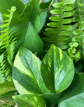 15 Rooted Tropical Plant Cuttings - Ferns, Pothos, Arrowhead Vine - Indoor Houseplants for Easy Care and Green Decor