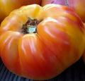 Rainbow Tomato Seeds 50+ Count, Indeterminate Garden Vegetables, Heirloom Variety, Solanum lycopersicum