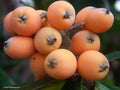 Large Airlayed Early Red Loquat Tree, Strong Stem, Rooted 12" - Eriobotrya japonica