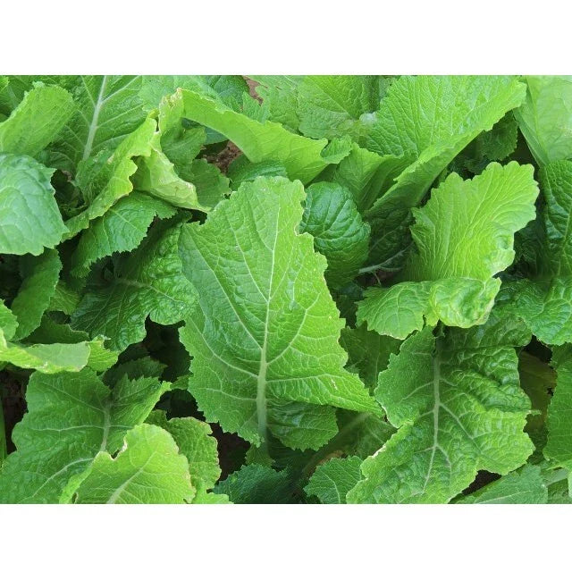 Florida Broadleaf Mustard Seeds | 2000 Non-GMO Heirloom Seeds | Brassica juncea | USA Seller