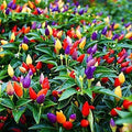 Exotic Pepper Seeds for Planting - Heirloom Variety - Spicy Flavors - Capsicum spp.