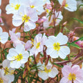 Pale Evening Primrose Seeds | Non-GMO | Oenothera pallida | Bulk Seed Pack