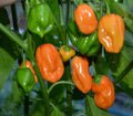 Habanero Pepper Seeds - Fresh Seed - Capsicum chinense - Spicy Variety for Home Gardening