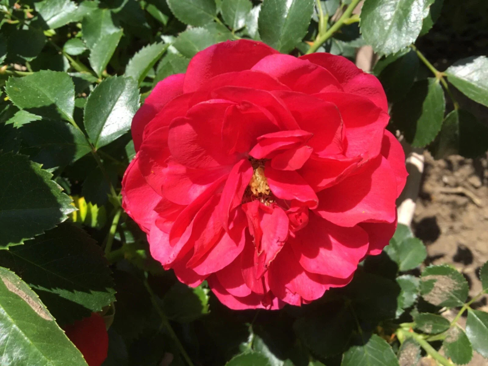 Princess Elizabeth Miniature Rose Cuttings - 3 Fresh Cuts for Rooting - Rosa 'Princess Elizabeth' - 1947 Variety