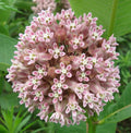 Milkweed Seeds 50+ Common Perennial Butterfly Garden Asclepias Syriaca