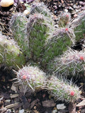 Spiny Cat's Paw Cactus Cuttings - 2 Live Cuttings - Unique Succulent - Opuntia microdasys