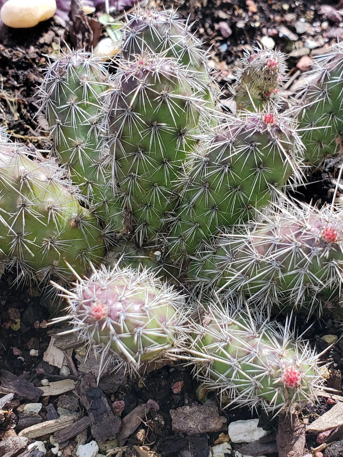 Spiny Cat's Paw Cactus Cuttings - 2 Live Cuttings - Unique Succulent - Opuntia microdasys