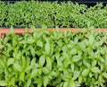 Egyptian Spinach Seeds - 1000+ Seeds - Saluyot, Jute, Molokhia - Grow Your Own Edible Greens - Ideal for Home Gardening