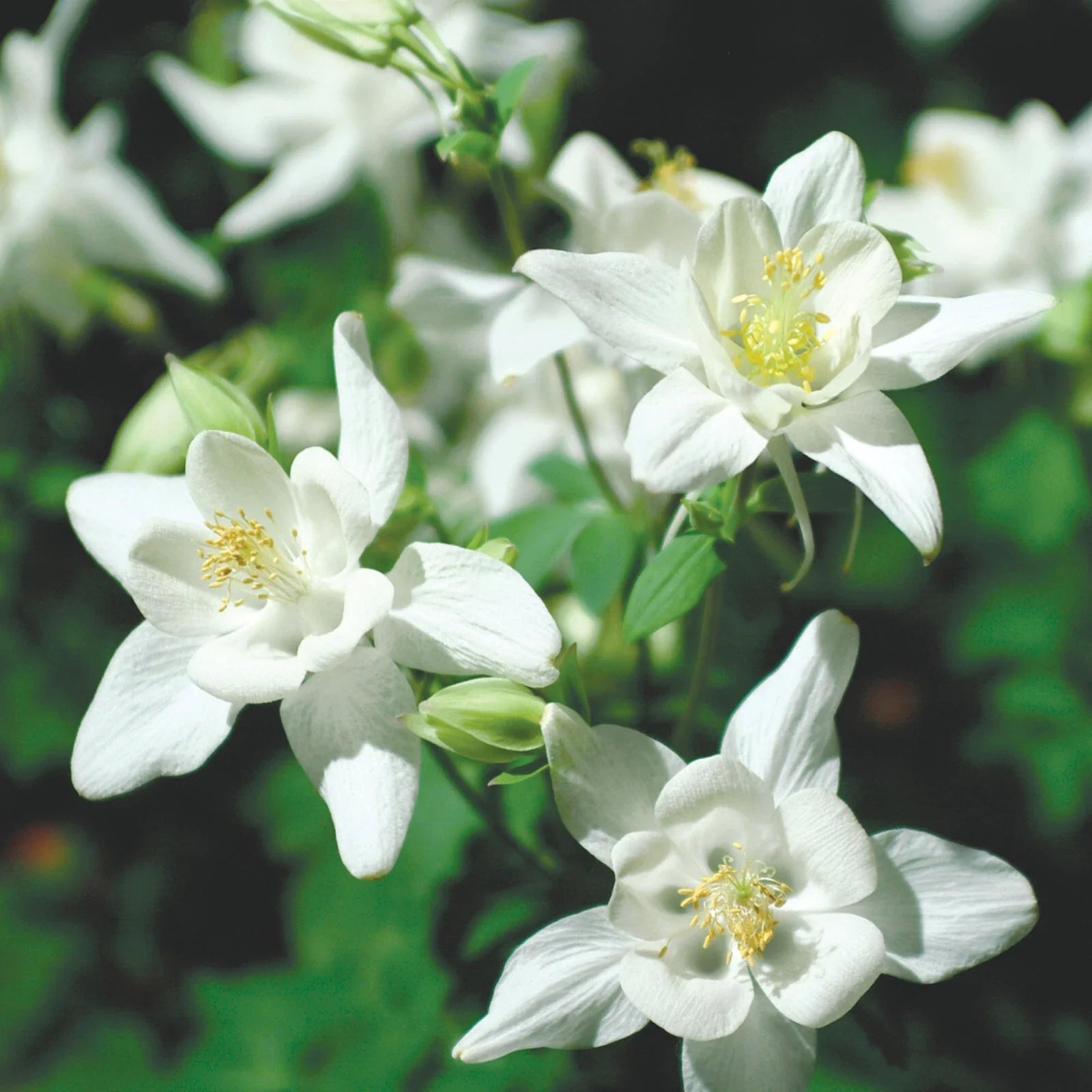 Columbine Seeds - Crystal Star Variety - Non-GMO - Aquilegia caerulea - Flower Seeds for Garden