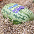 Carolina Cross Watermelon Seeds | Heirloom Non-GMO Variety | 1046