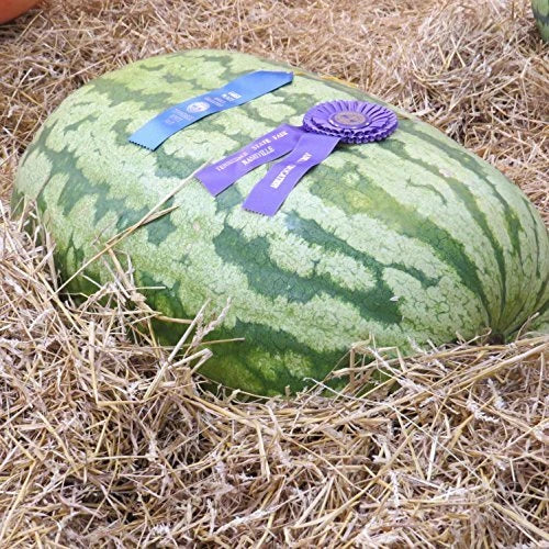 Carolina Cross Watermelon Seeds | Heirloom Non-GMO Variety | 1046