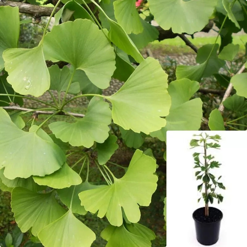 Ginkgo Biloba Live Plant 1 Gallon - White Fruit Maidenhair Tree (Ginkgo Biloba) - Hardy Indoor/Outdoor Tree