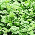 Giant Noble Spinach Seeds | Heirloom NON-GMO Garden Seeds | Fresh Vegetable Seeds | Spinacia oleracea