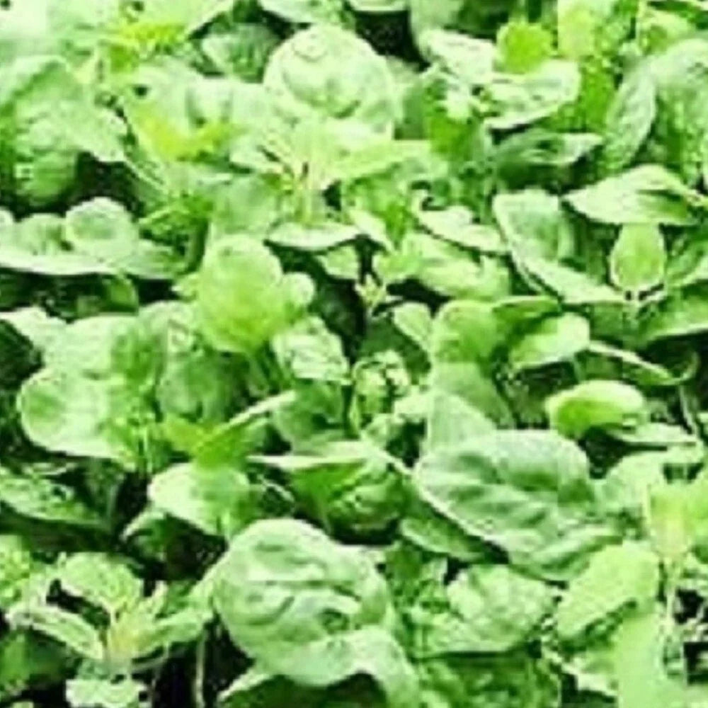 Giant Noble Spinach Seeds | Heirloom NON-GMO Garden Seeds | Fresh Vegetable Seeds | Spinacia oleracea