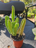Stapelia gigantea Succulent Starfish Cactus 3.5" Pot, Unique Flowering Plant, Drought-Tolerant Houseplant