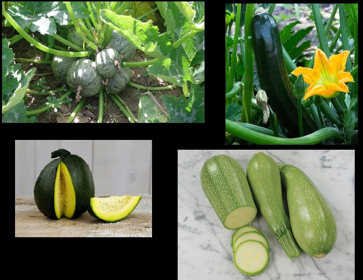 Zucchini Seeds - Black Beauty, Round Grey, Tatume, Spineless Green Summer Squash - Cucurbita pepo