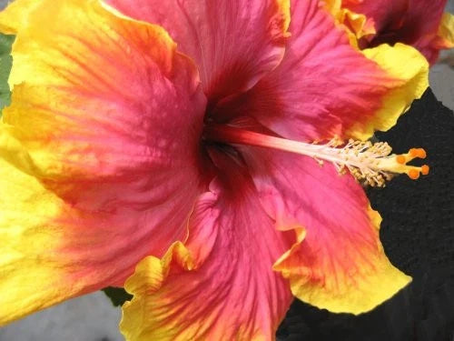 Extra Large Tropical Hibiscus Live Plant - Hot Pink & Yellow - Hibiscus rosa-sinensis
