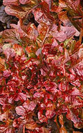 Red Salad Bowl Lettuce Seeds 500+ Non-GMO - Heirloom Variety for Home Gardening - Perfect for Salad Greens - Lactuca sativa