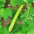 Big Green Sausage Gourd Seeds - Lagenaria Siceraria Upo for 2025 Planting, Heirloom Vegetable Seeds, Unique Garden Variety