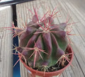 Red Spine Barrel Cactus - Ferocactus pilosus 'Stainesii' - Desert Plant - Succulent - Drought Tolerant Cactus