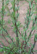 Dark Dicks Willow Cuttings - 4 Unrooted Cuttings for Planting - Basket Willow Salix Purpurea