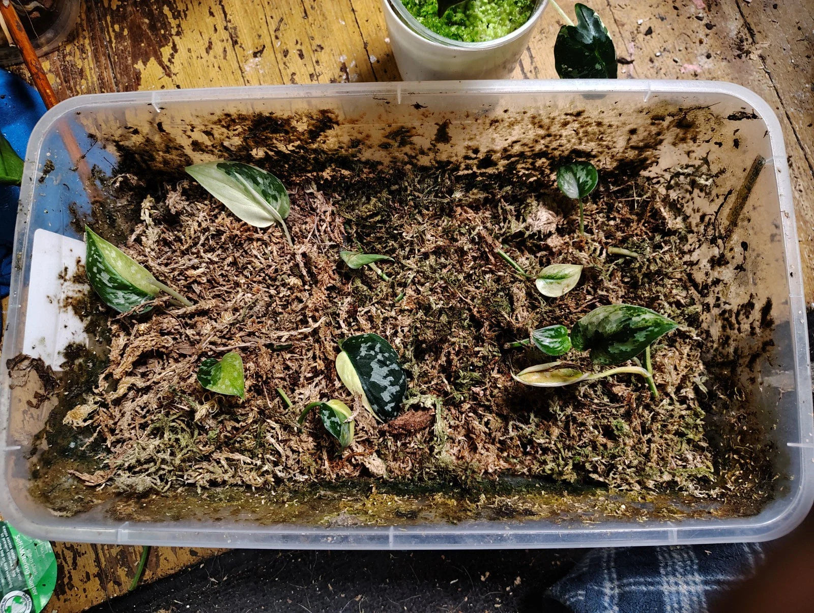 Variegated Scindapsus Mayari Cuttings - Houseplant Cuttings for Indoor Gardening - Easy to Grow, Unique Leaf Patterns