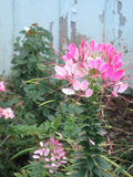 Light Pink Spider Seeds - 100 Count - Clome Spinosa Perennial - US Seller - Ideal for Bee Gardens