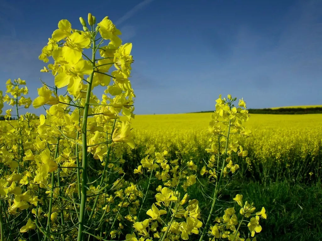 Organic Canola Rapeseed Seeds - Brassica napus - 20+ Seeds for Planting - Non-GMO, Heirloom